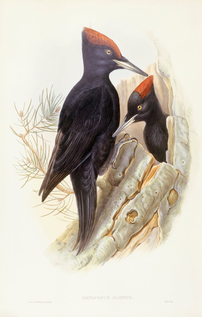 Sort spætte (Dryocopus martius), gravering af John Gould af John Gould