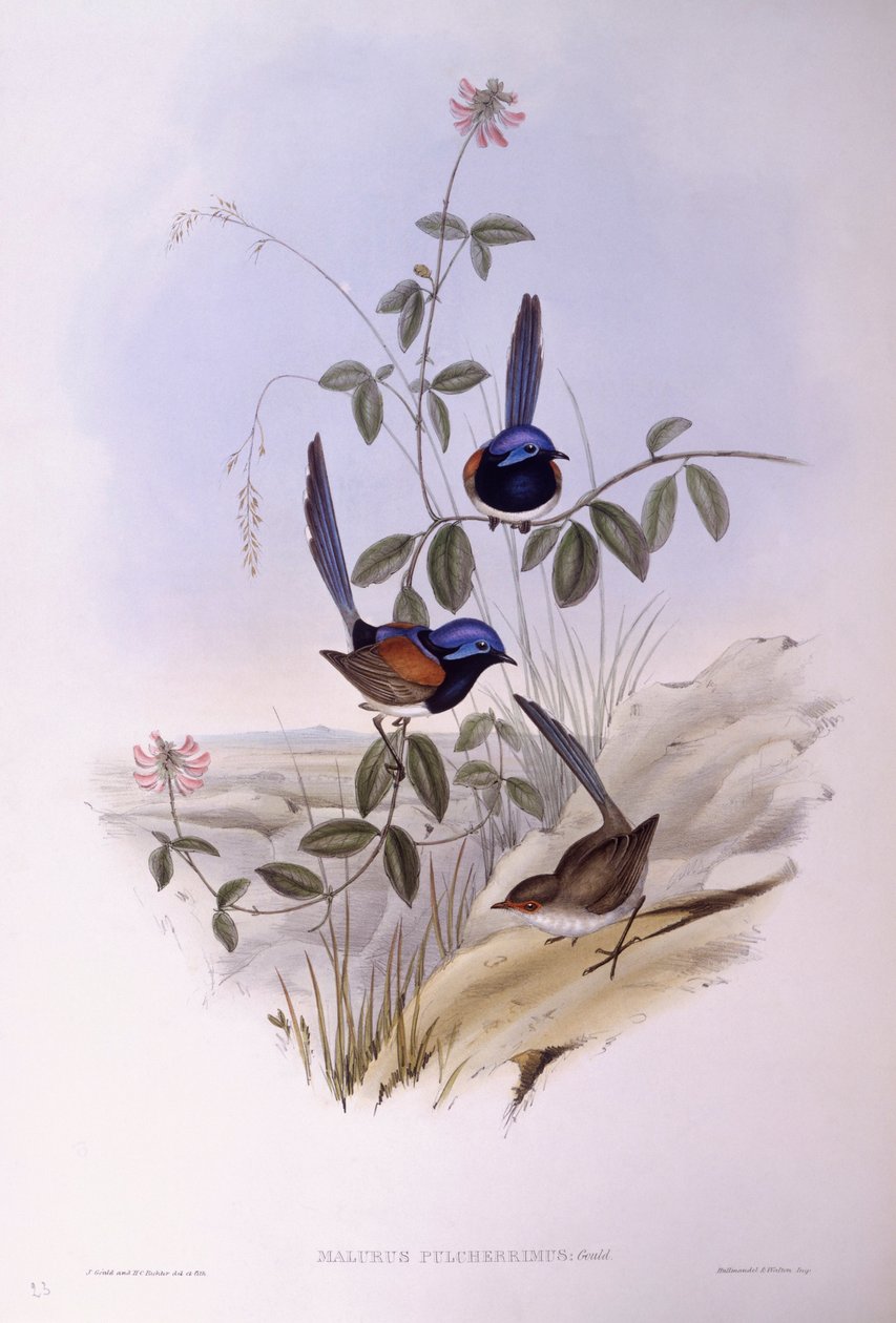 Blåbrystet gløgg (Malurus pulcherrimus), Indgravering af John Gould af John Gould
