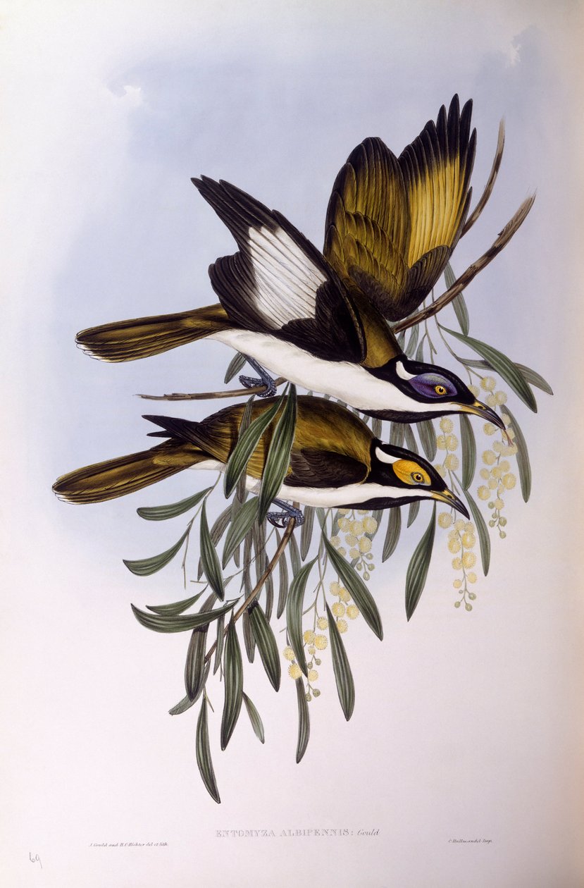 Honningæder med blå ansigt (Entomyzon cyanotis), gravering af John Gould af John Gould