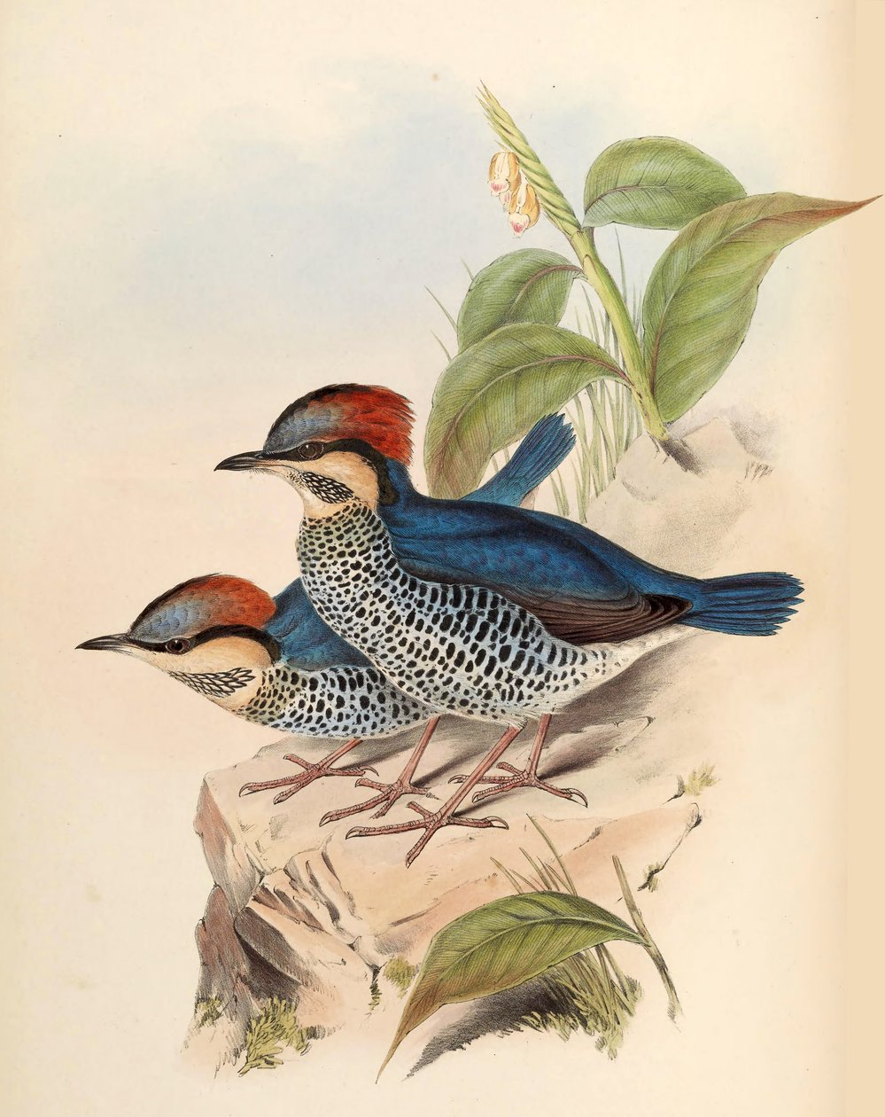 Blå pitta cyanea Blyth af John Gould