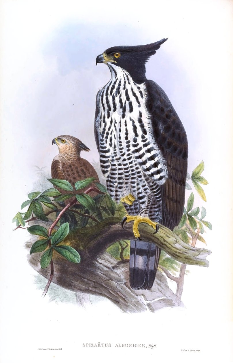 Blyths høgeørn Nisaetus alboniger (Gmelin) af John Gould