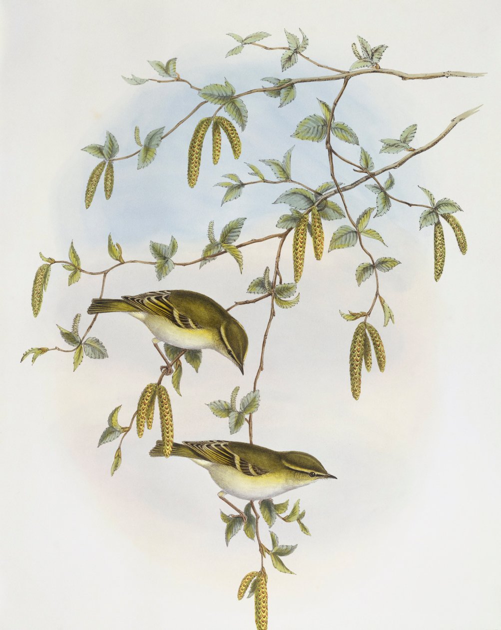 Blyths løvsanger (Phylloscopus reguloides), Indgravering af John Gould af John Gould