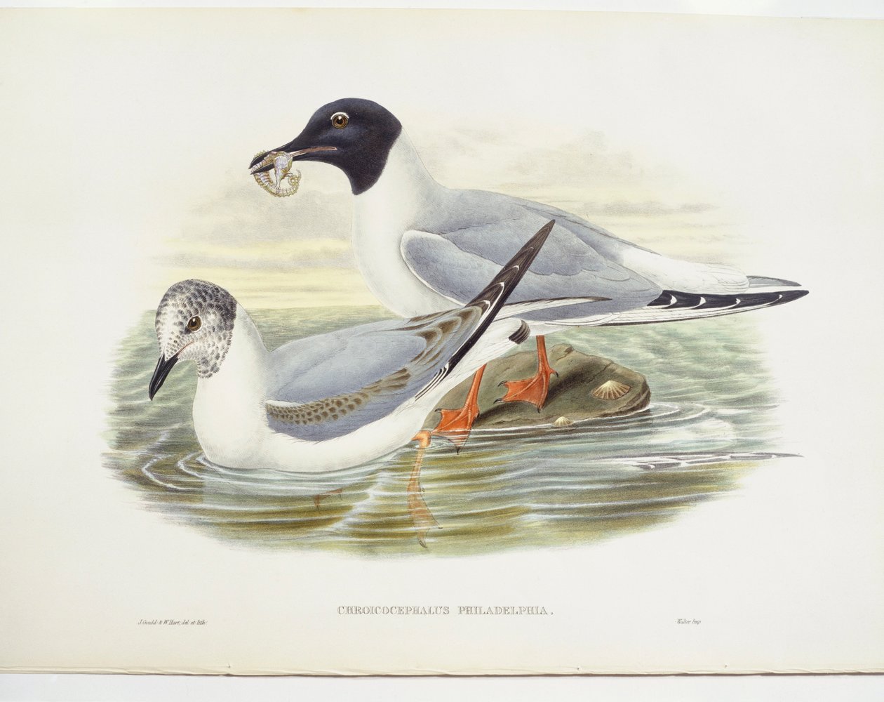 Bonapartes måge (Larus philadelphia), illustration af John Gould