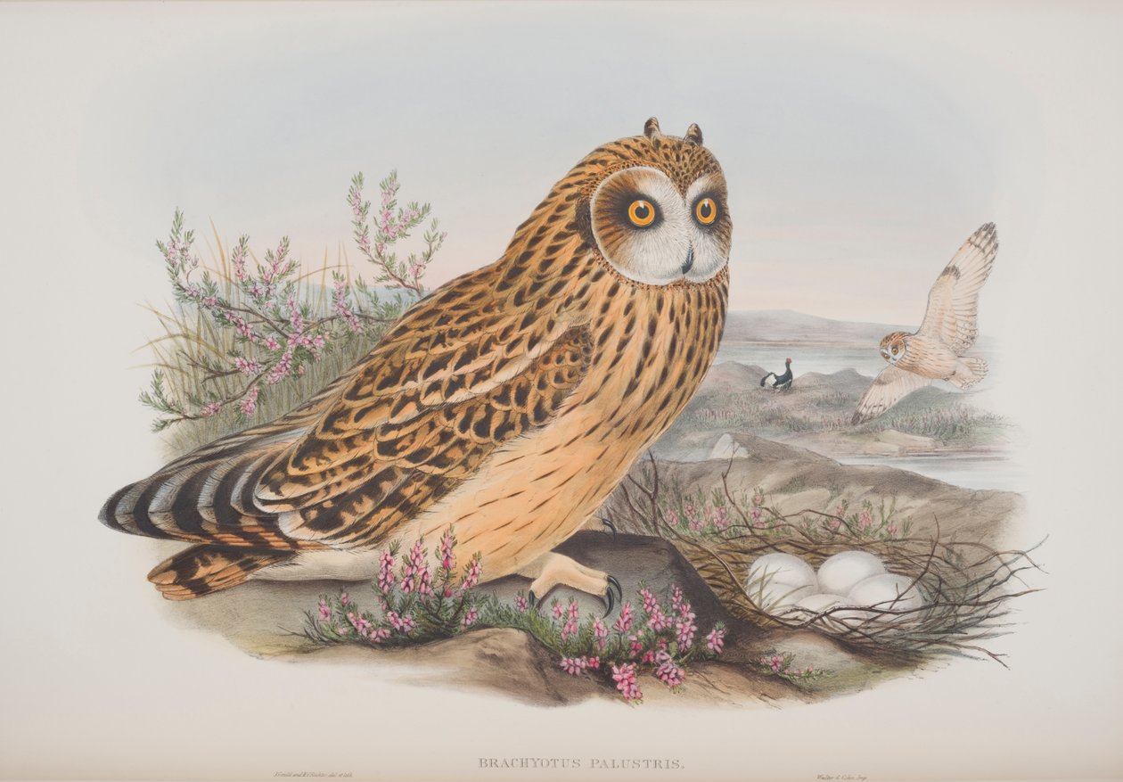 Brachyotus Palustris, plade fra The Birds of Great Britain af John Gould, udgivet 1862-73 (håndkoloreret litografi) af John Gould