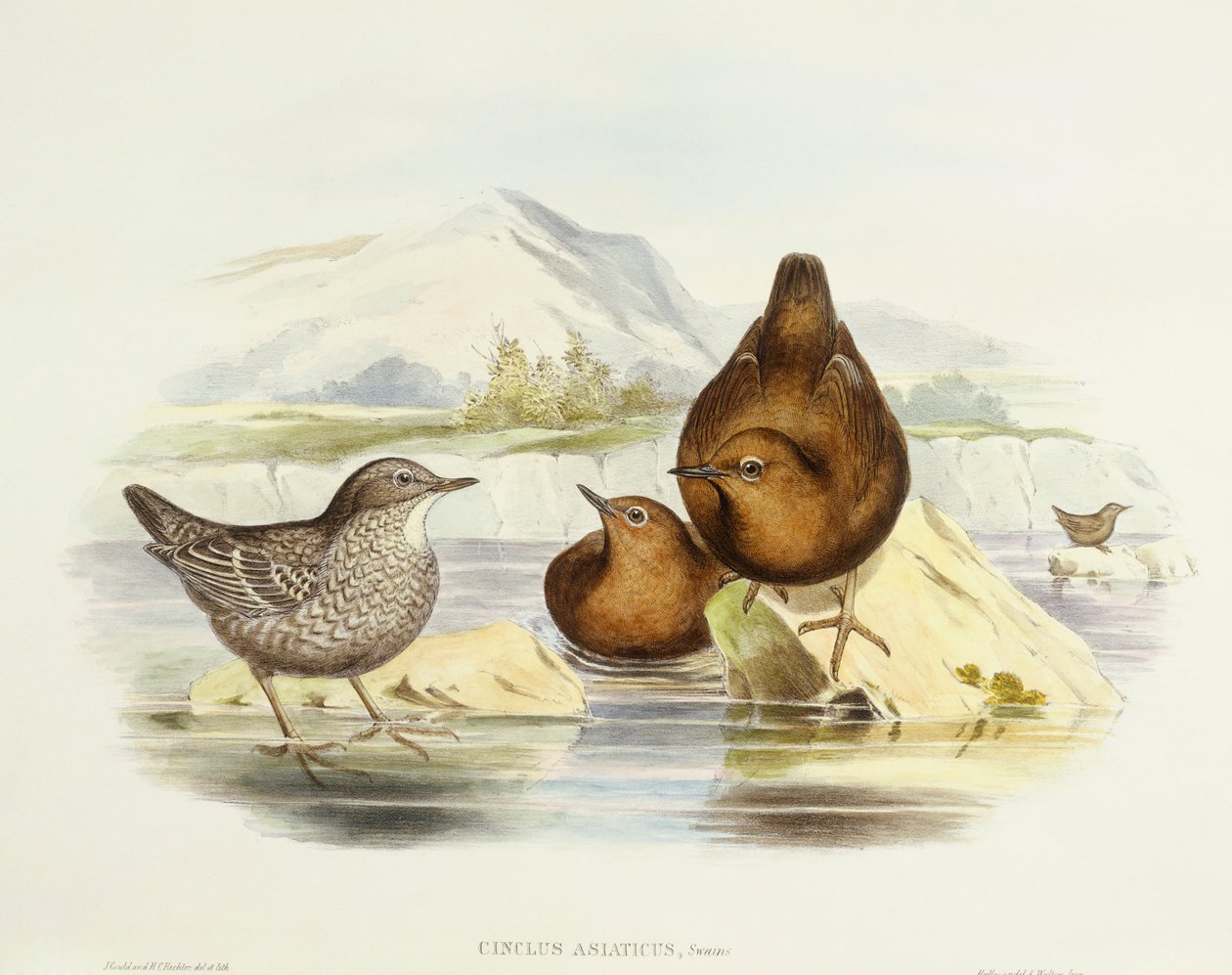 Brun dipper (Cinclus pallasii), gravering af John Gould af John Gould