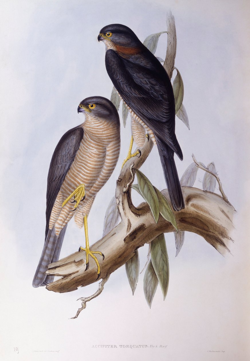 Brun dipper (Cinclus pallasii), gravering af John Gould af John Gould