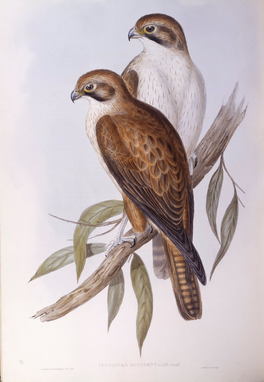 Brun falk (Falco berigora occidentalis), Indgravering af John Gould af John Gould