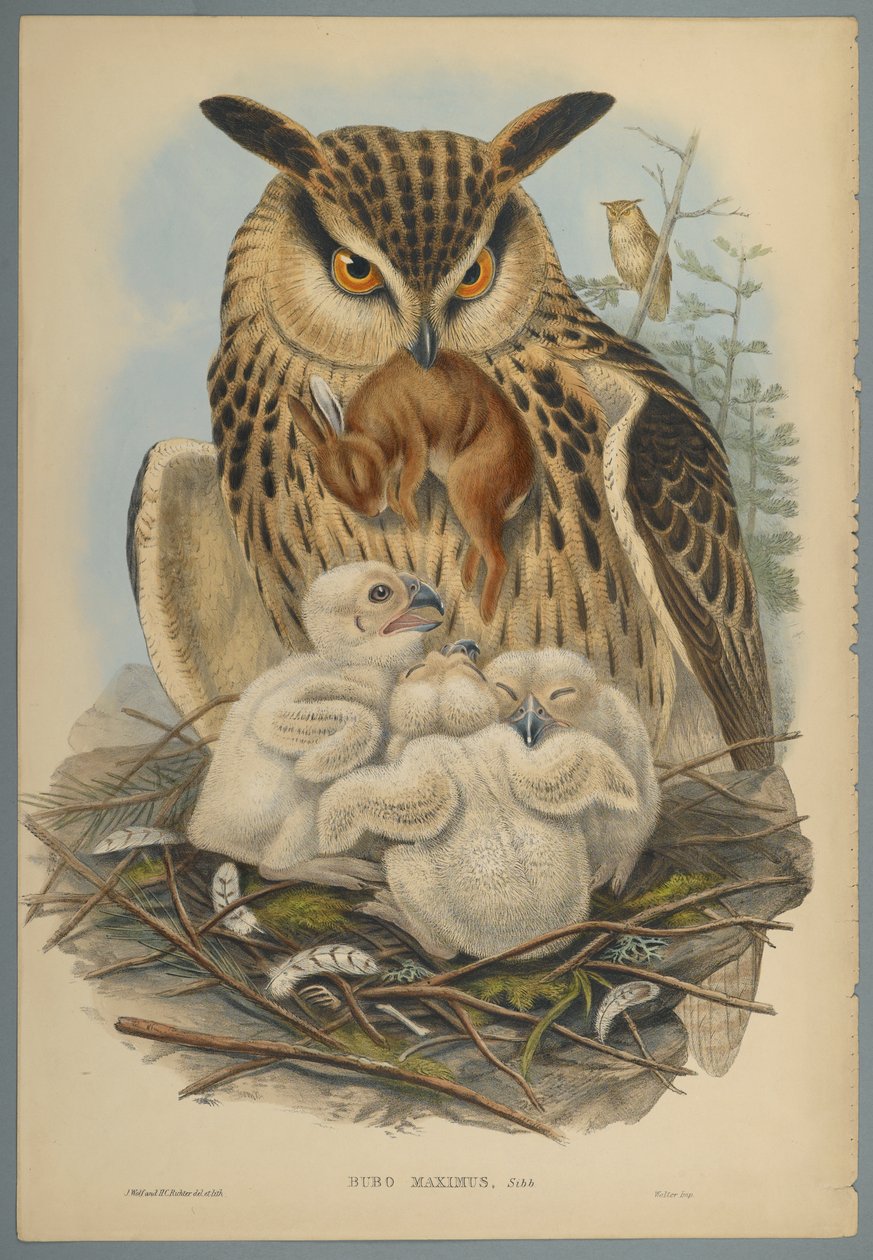 Bubo Maximus: Ugle (farve litho på vævet papir) af John Gould