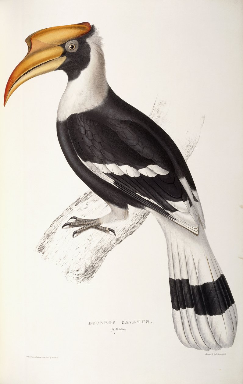 Buceros Cavatus af John Gould