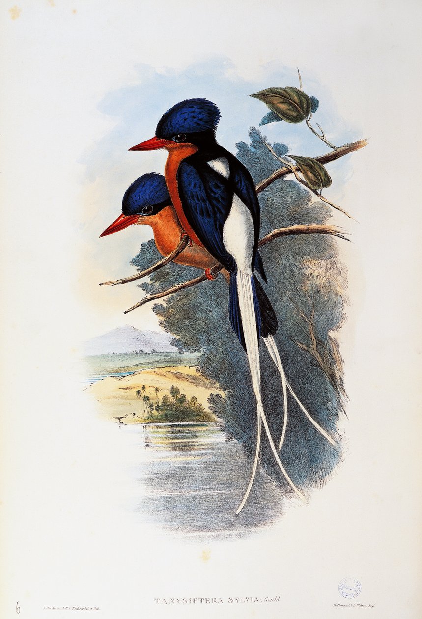 Buff-breasted Paradise-kingfisher (Tanysiptera sylvia) af John Gould