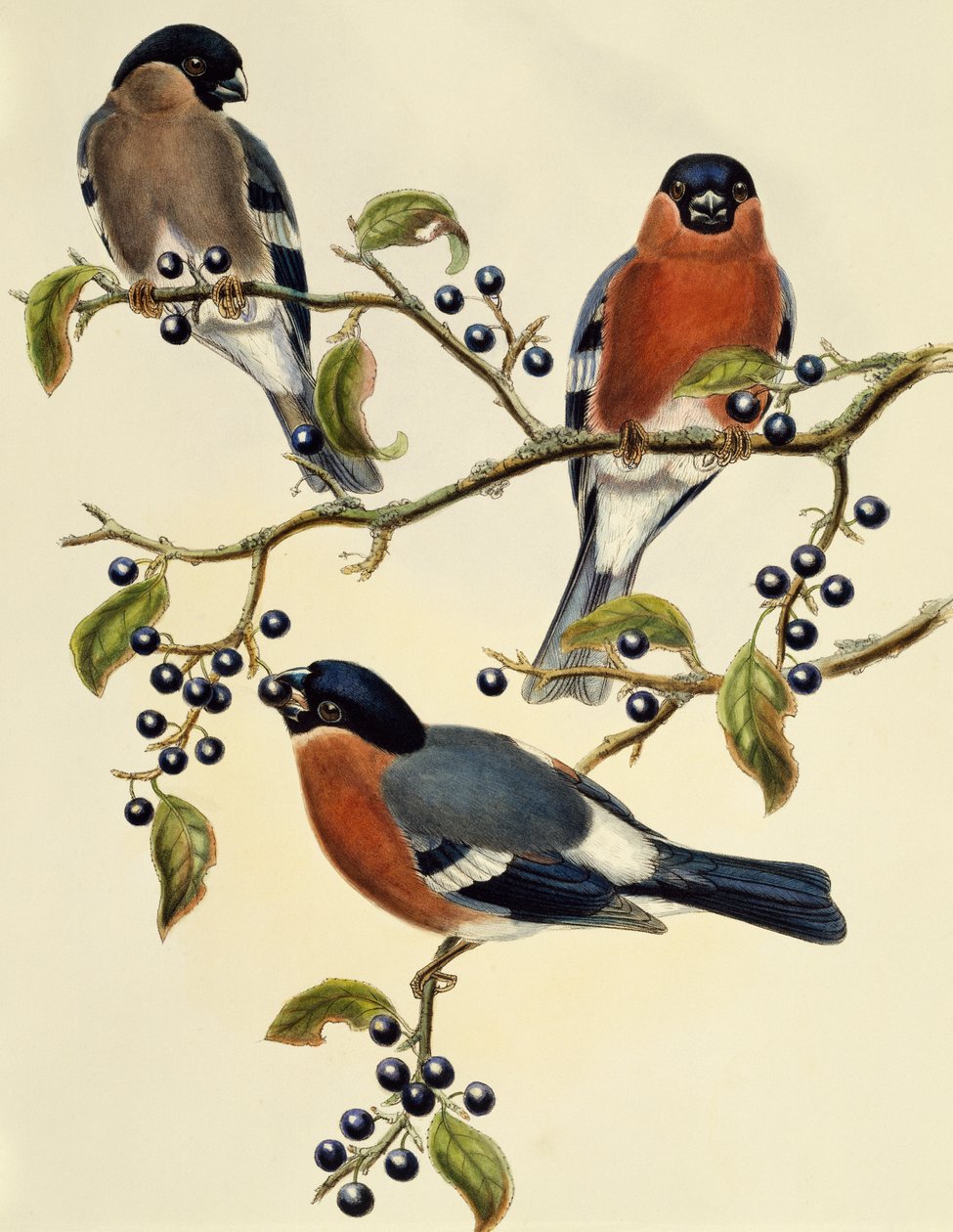 Bullfinch (Pyrrhula pyrrhula), gravering af John Gould (1804-1881). Det Forenede Kongerige af John Gould
