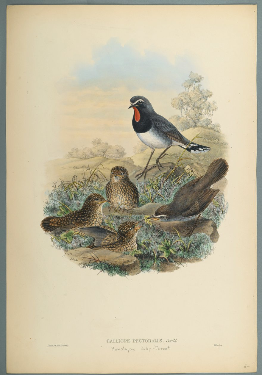 Calliope Pectoralis (farve litho på vævet papir) af John Gould
