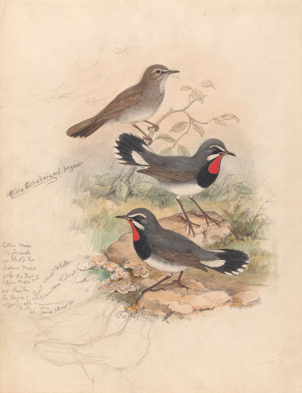 Calliope Tschebaiewi, Prjev. af John Gould