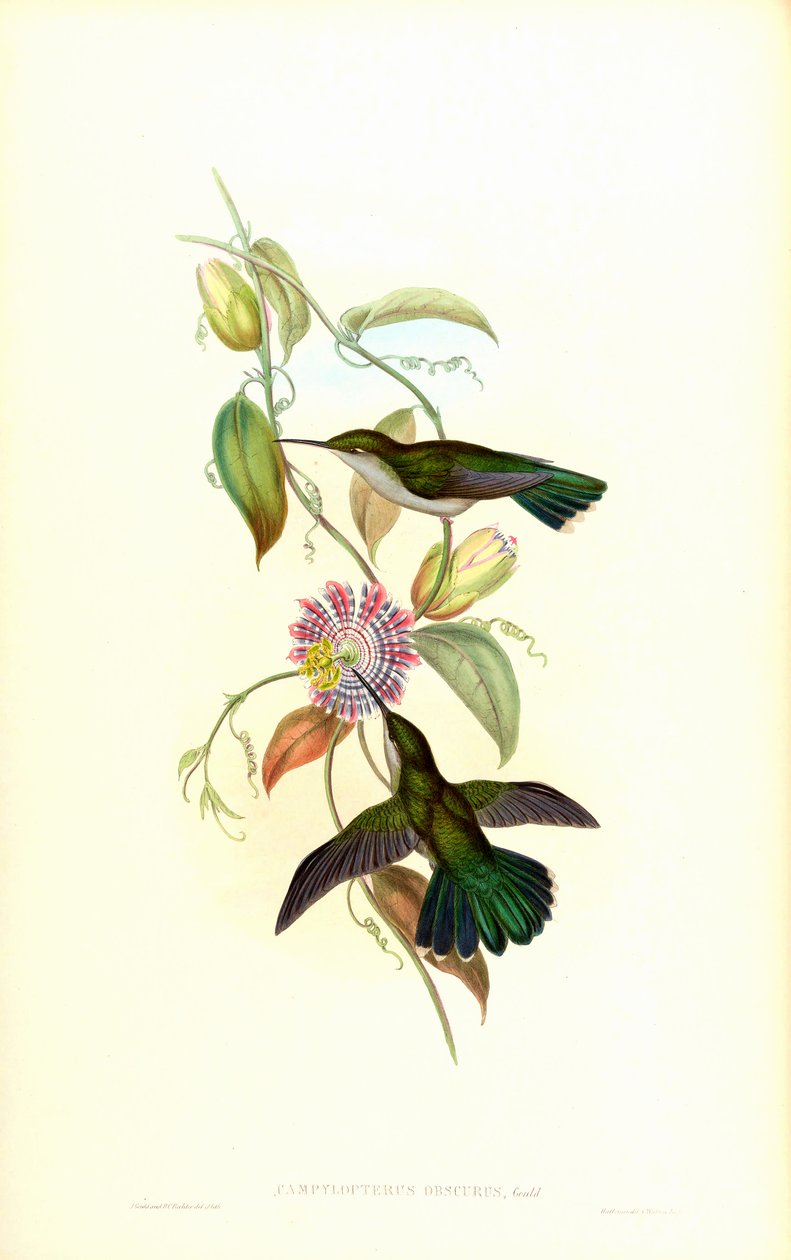 Campylopterus largipennis obscurus af John Gould