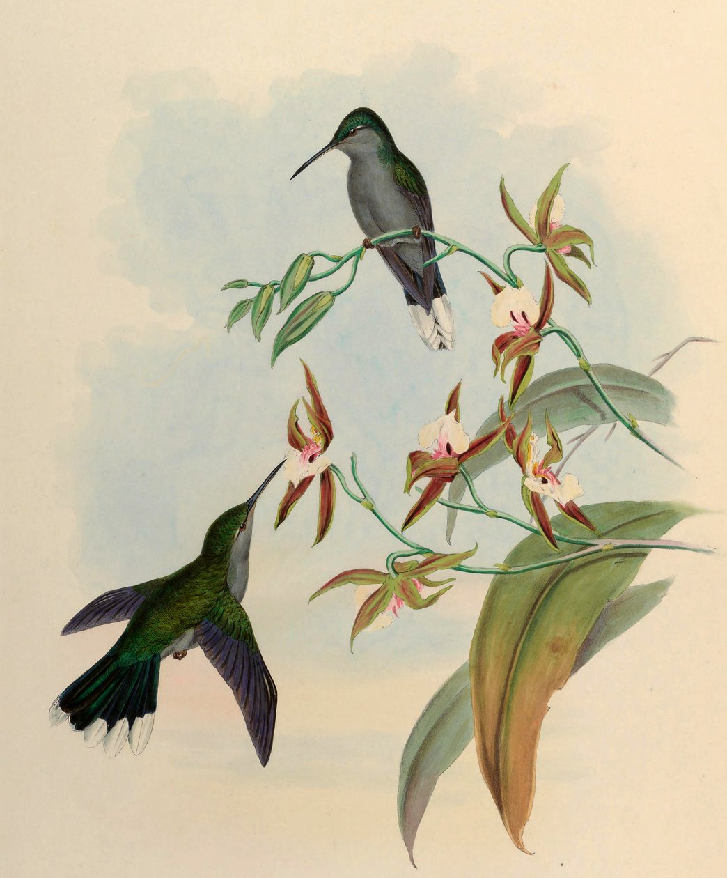 Campylopterus latipennis = Campylopterus largipennis af John Gould