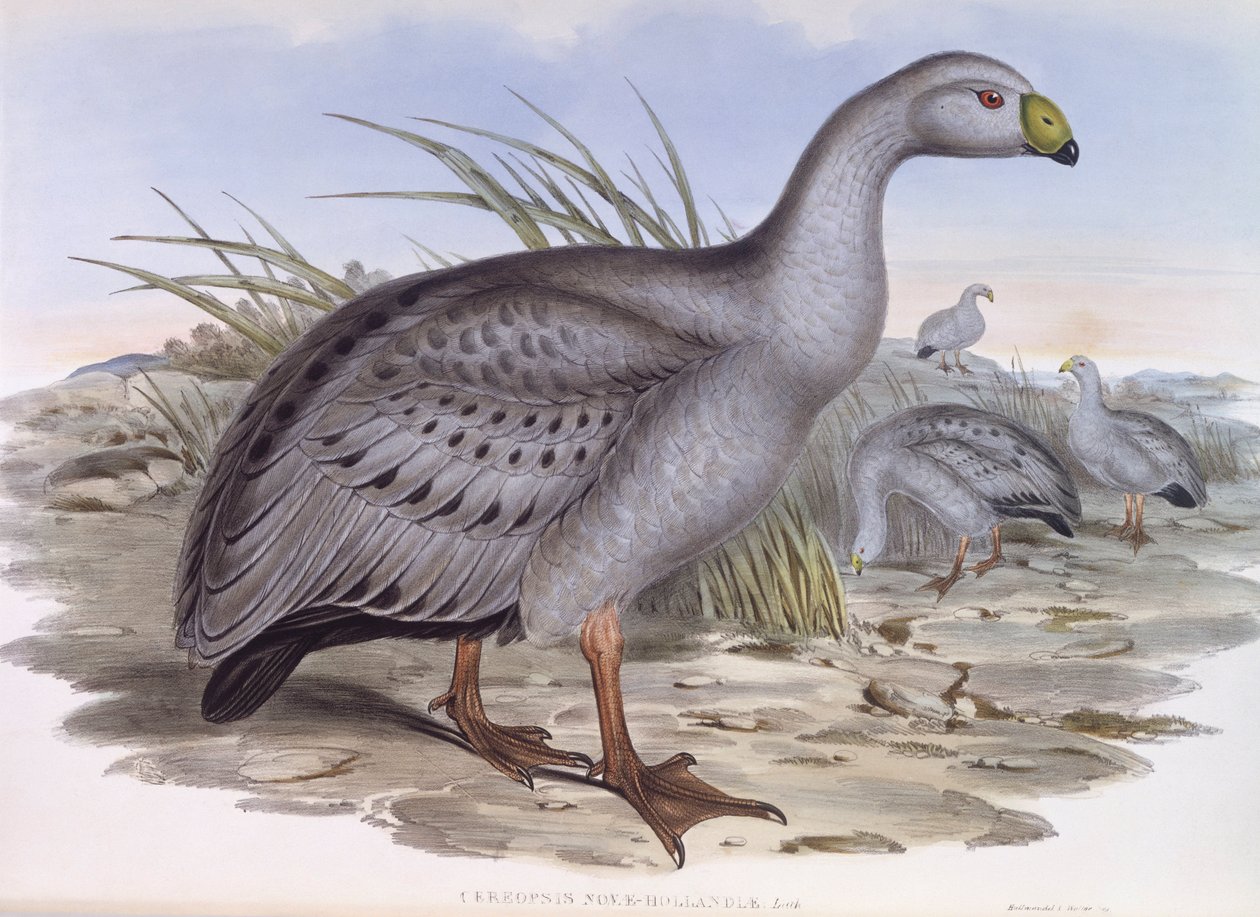 Cape Barren goose (Cereopsis novaehollandiae), stik af John Gould af John Gould