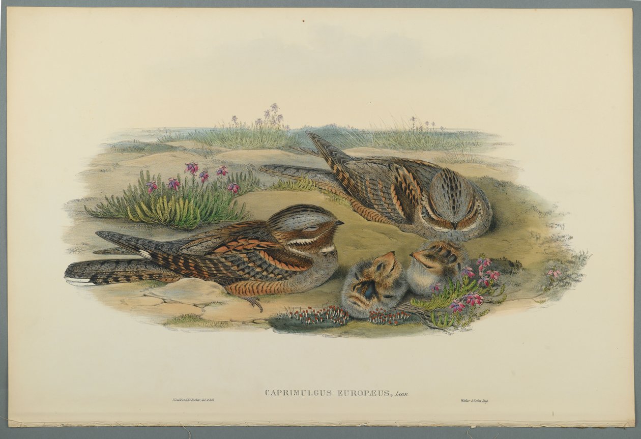 Caprimulgus Europaeus (farve litho på vævet papir) af John Gould