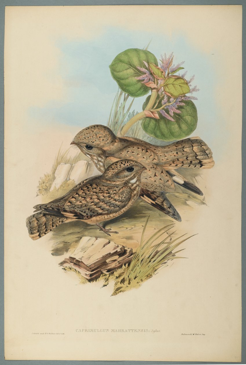 Caprimulgus Mahrattensis, Nightjar (farve litho på vævet papir) af John Gould