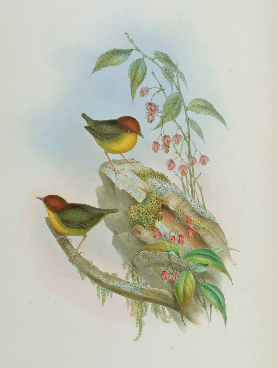 Cettia castaneocoronata af John Gould