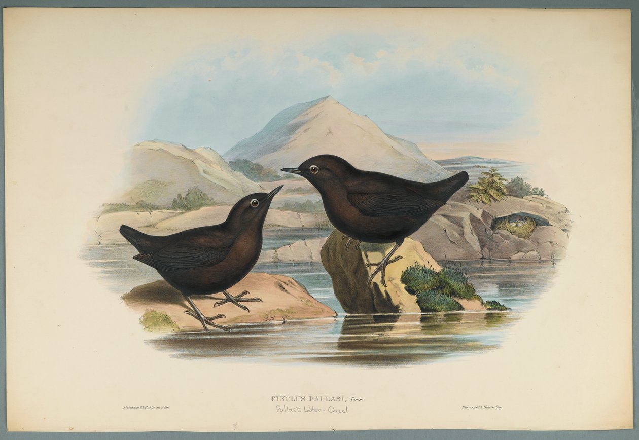 Cinclus Pallasi: Pallas Water Ouzel (farve litho på vævet papir) af John Gould