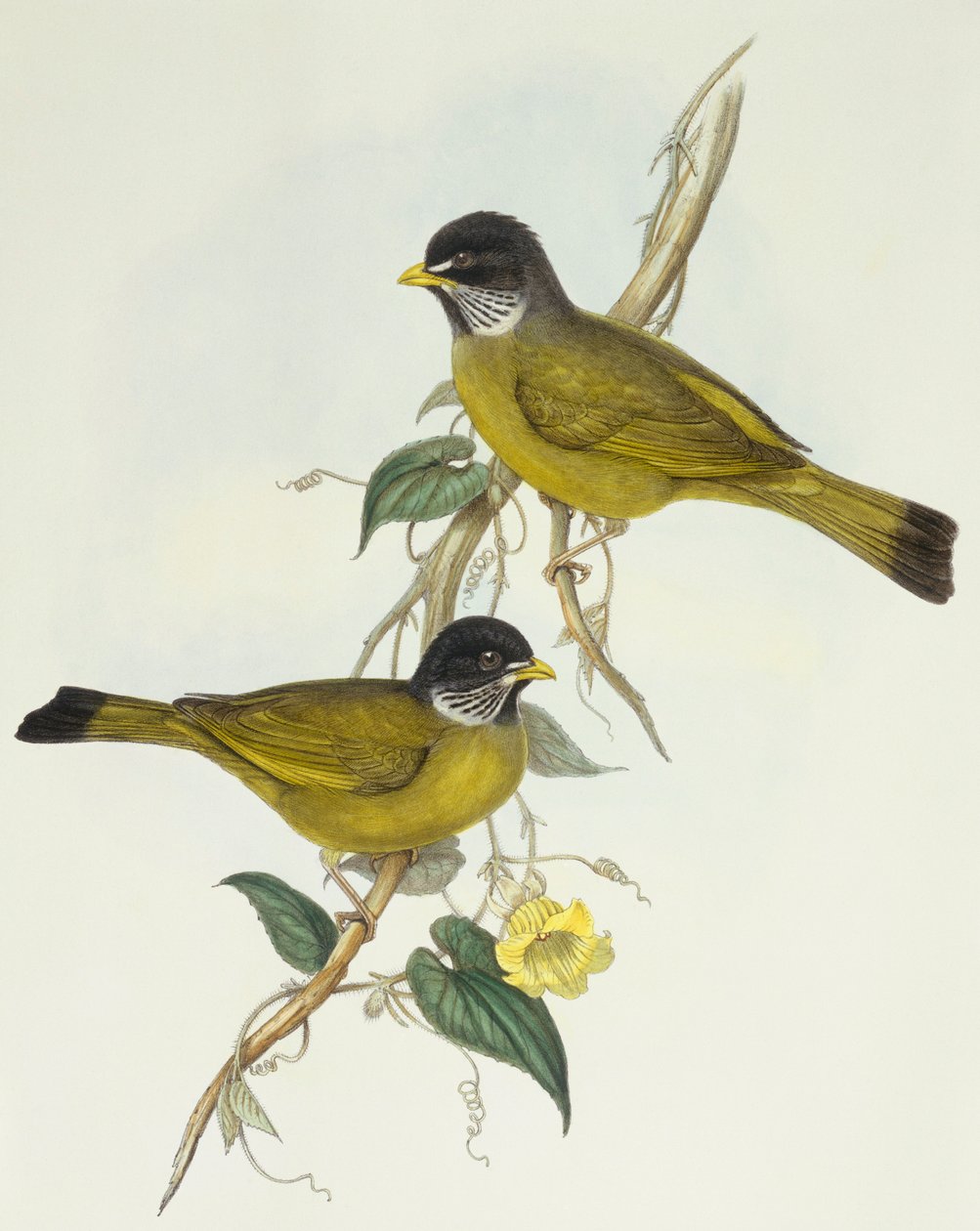 Kravefinknæb (Spizixos semitorques), Indgravering af John Gould af John Gould