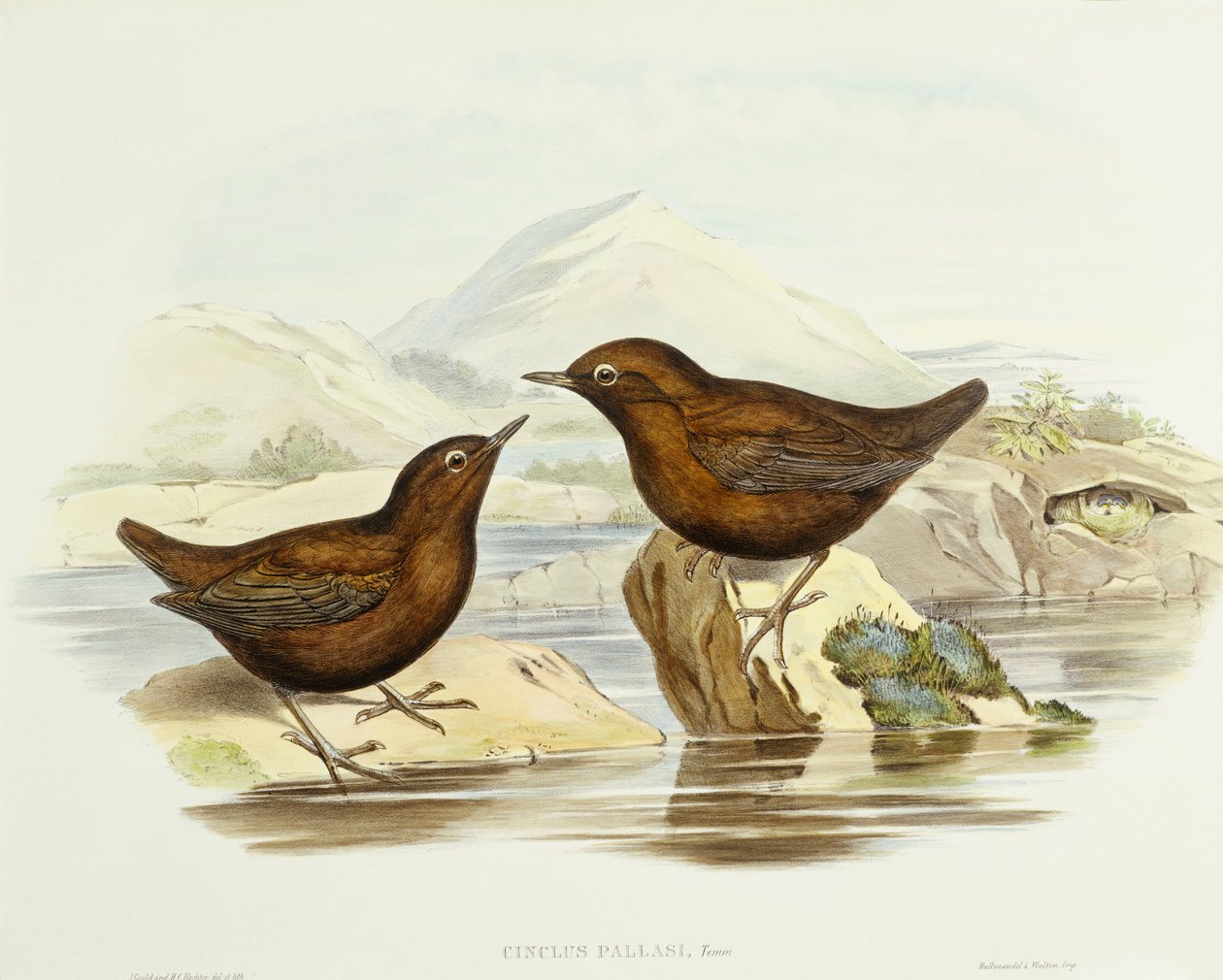 Kravespurvehøg (Accipiter cirrocephalus), Indgravering af John Gould af John Gould