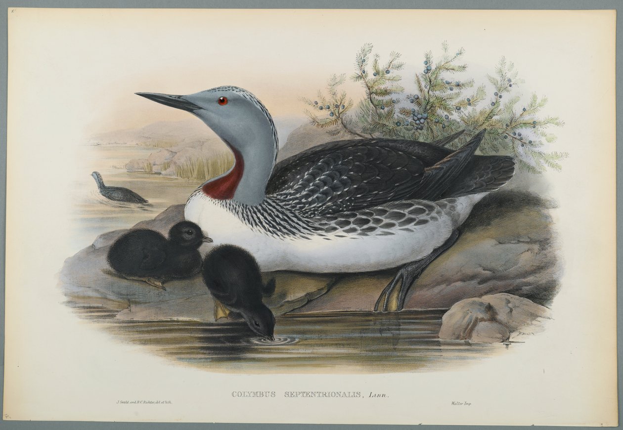 Colymbus Septentrionalis: Red Throated Diver (farve litho på vævet papir) af John Gould