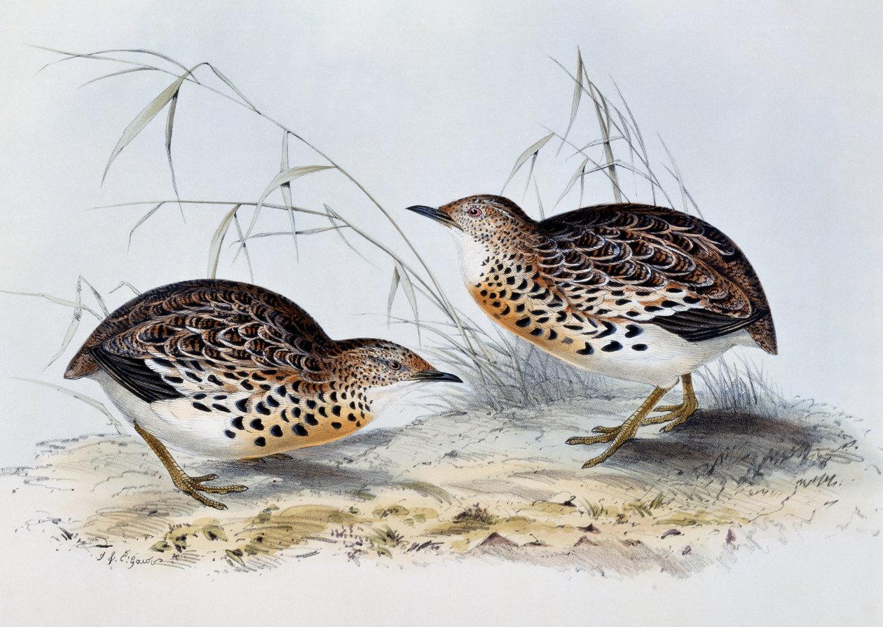 Almindelig knapvagt (Turnix sylvatica), gravering fra Birds of Europe, af John Gould (1804-1881) af John Gould