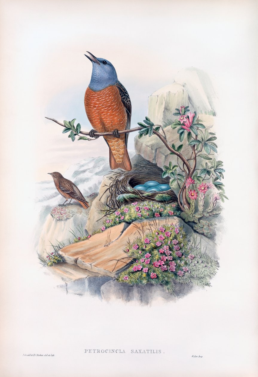 Almindelig stendrossel af John Gould
