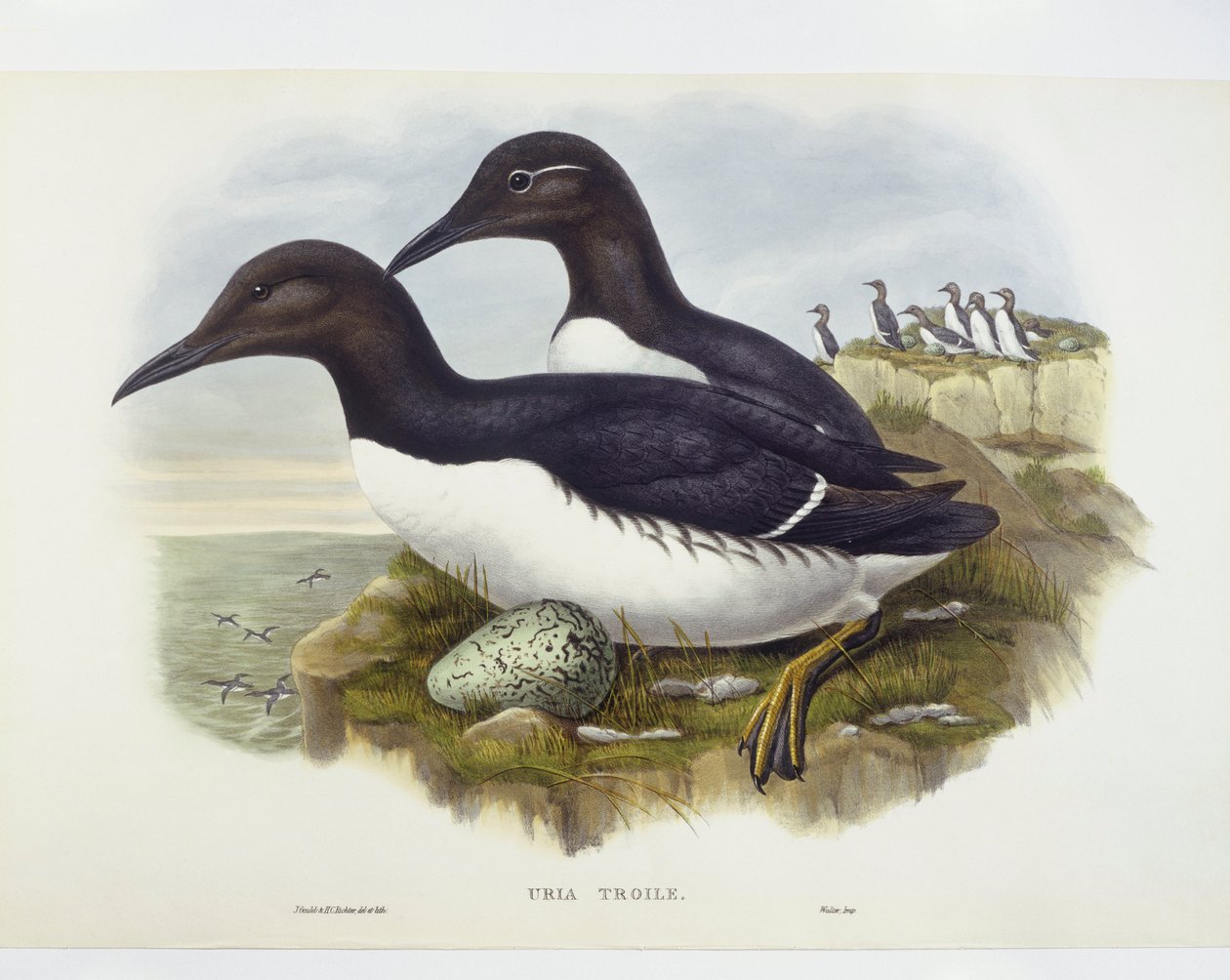 Almindelig murre (Uria aalge), Indgravering af John Gould, William Hart, H C Richter af John Gould