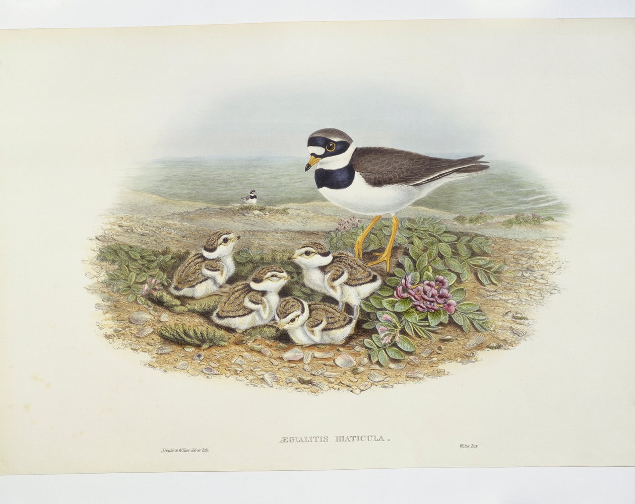 Almindelig ringhøne (Charadrius hiaticula), illustration af John Gould