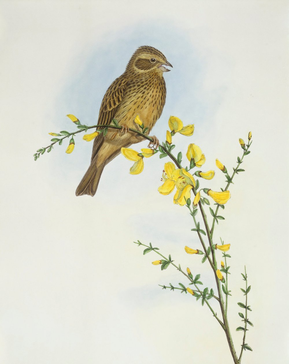 Majsspurv (Miliaria o Emberiza calandra), Indgravering af John Gould af John Gould