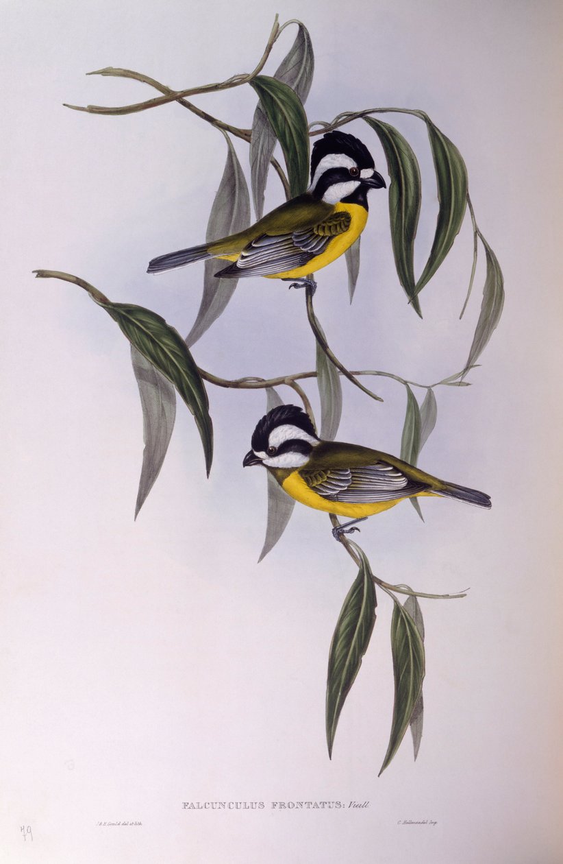 Skjorte (Falcunculus frontatus), gravering af John Gould af John Gould