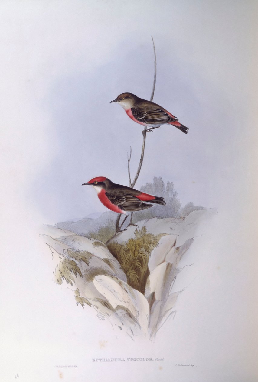 Crimson chat (Epthianura tricolour), gravering af John Gould af John Gould