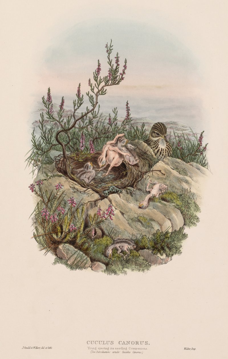 Den syngende gøg af John Gould
