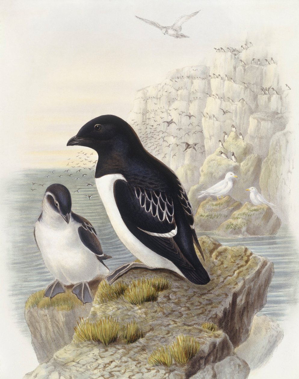 Dovekie (Alle alle), Indgravering af John Gould af John Gould