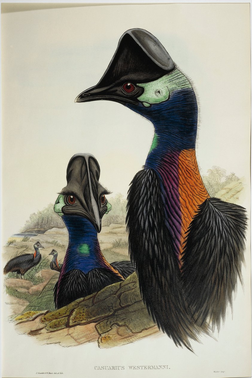 Dværgkasuar Casuarius bennetti, gravering af John Gould
