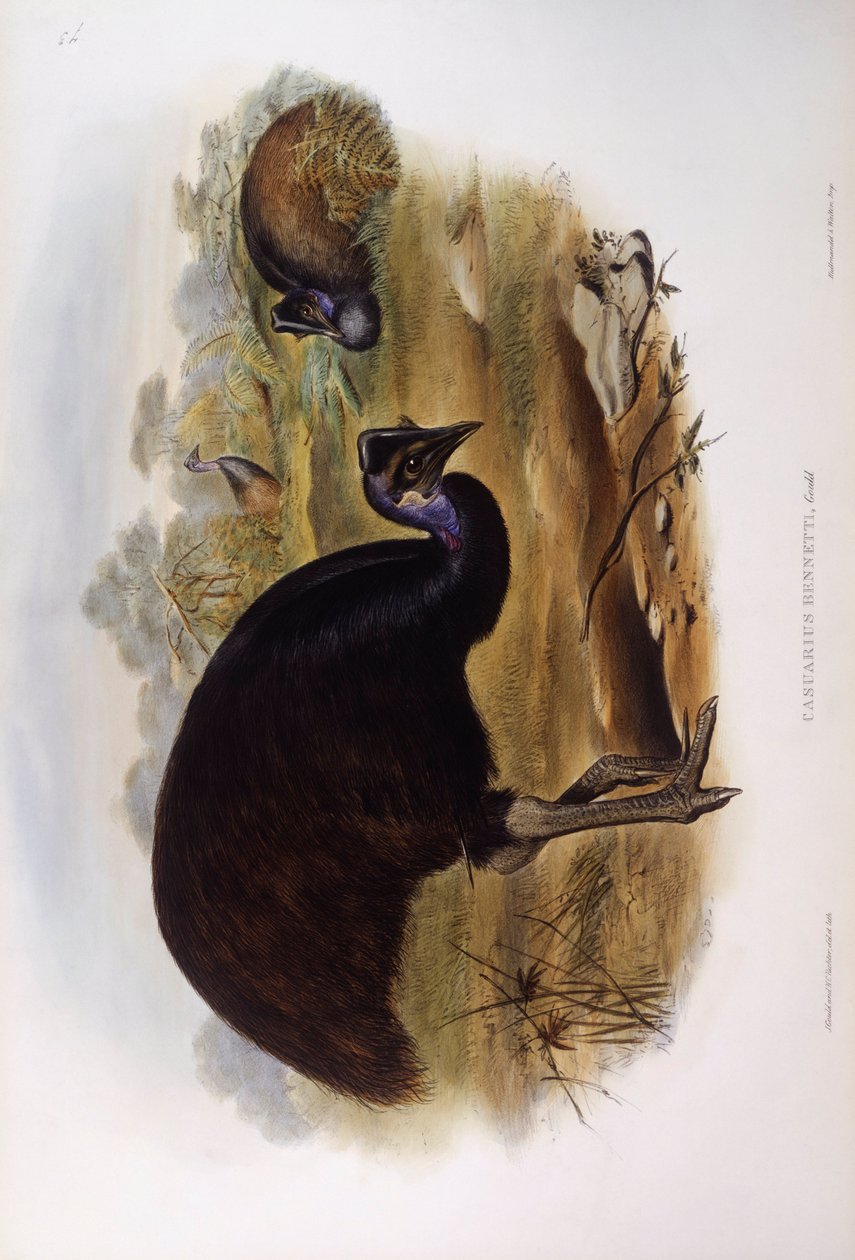 Dværgkasuar (Casuarius bennetti), Indgravering af John Gould af John Gould