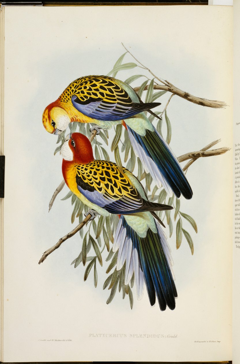 Eastern Rosella, fra "The Birds of Australia", første udgave, udgivet 1840-69 af John Gould