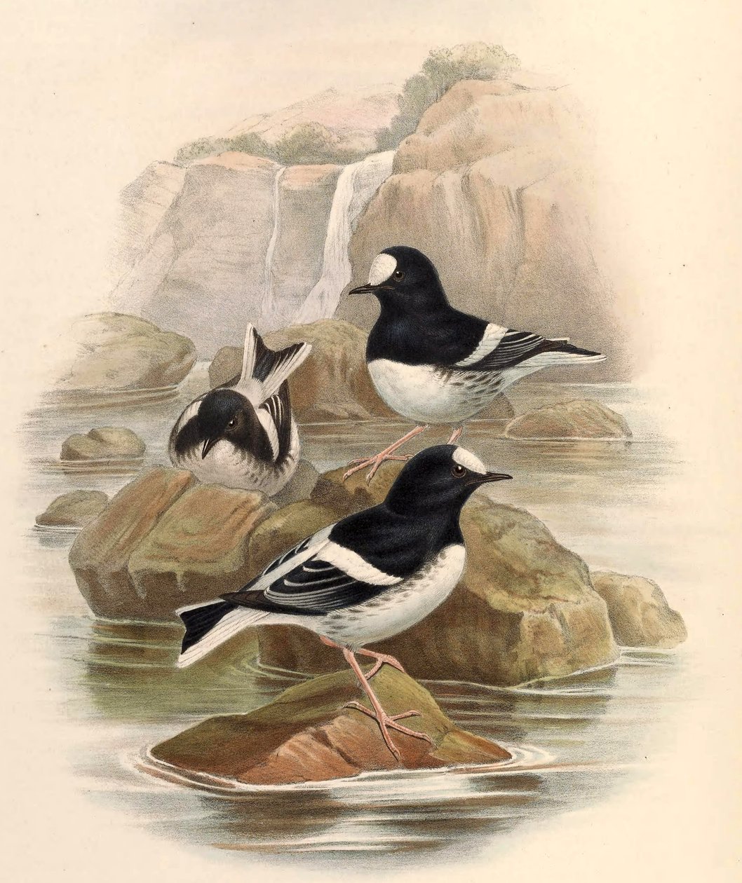 Enicurus scouleri af John Gould