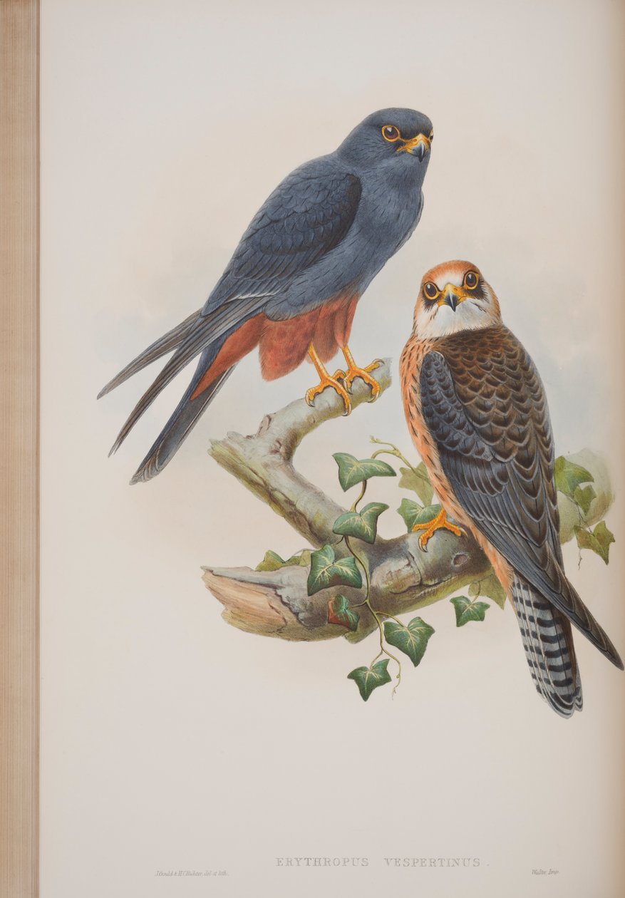 Erythropus Vespertinus, plade fra The Birds of Great Britain af John Gould, udgivet 1862-73 (håndfarvet litho) af John Gould