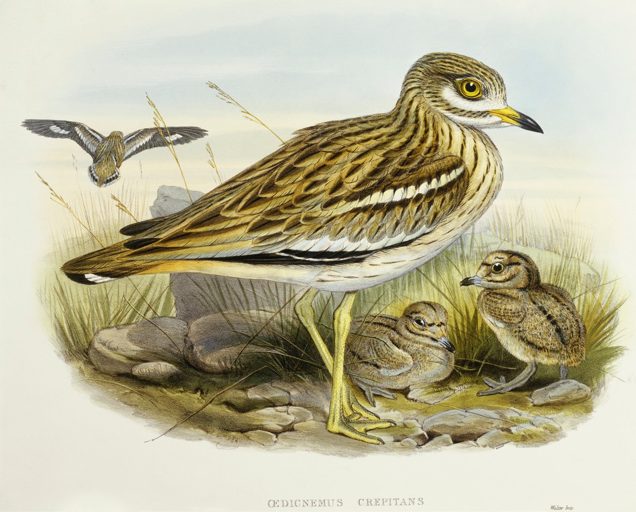 Eurasisk tykknæ (Burhinus oedicnemus), Indgravering af John Gould af John Gould