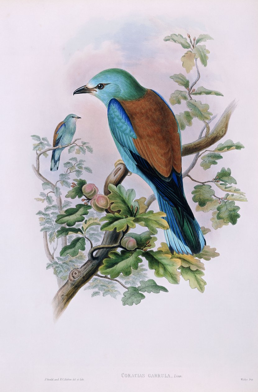 europæisk rulle; Coracias Garrula, 1862-1873 af John Gould
