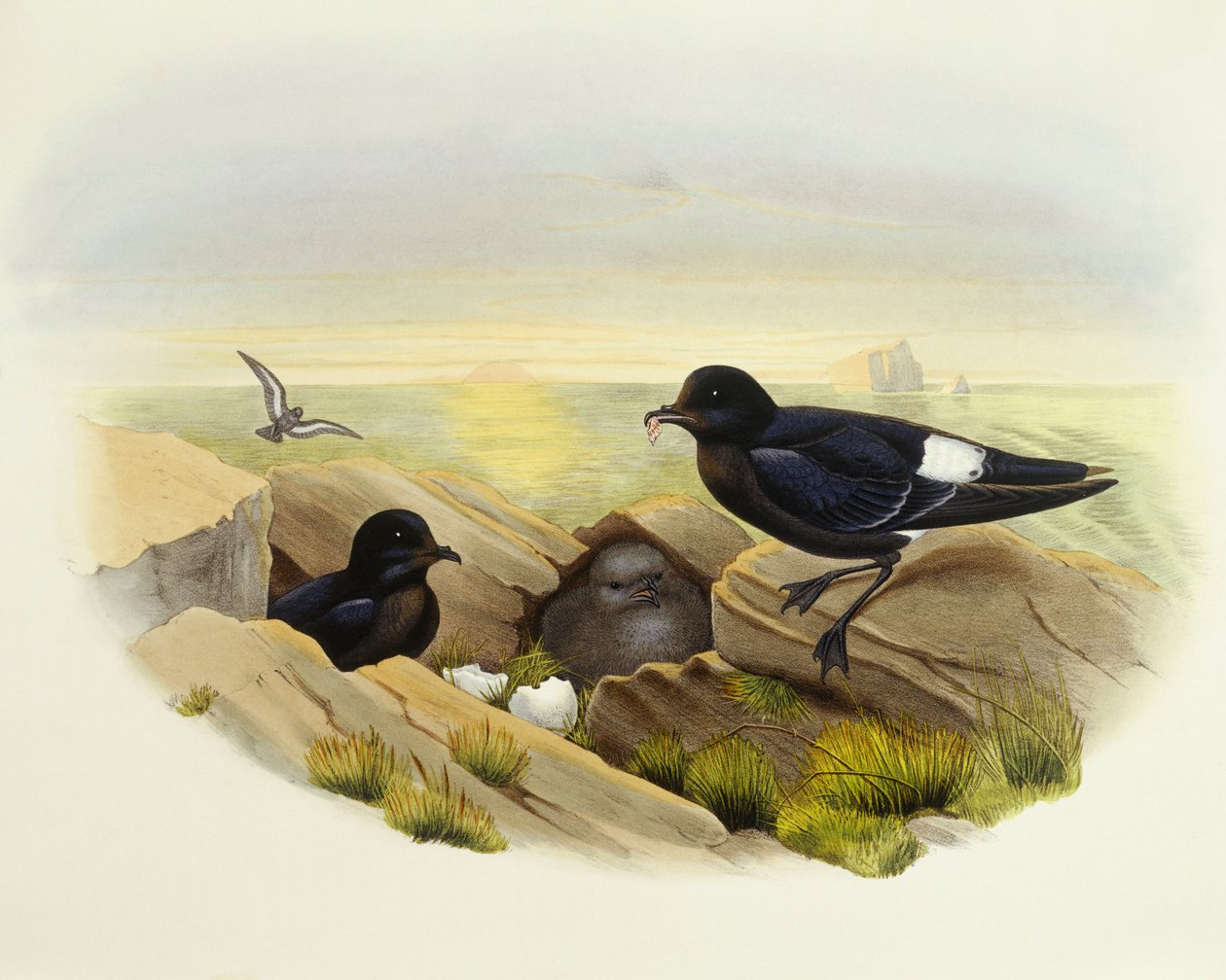 Europæisk stormsvale (Hydrobates pelagicus), gravering af John Gould af John Gould