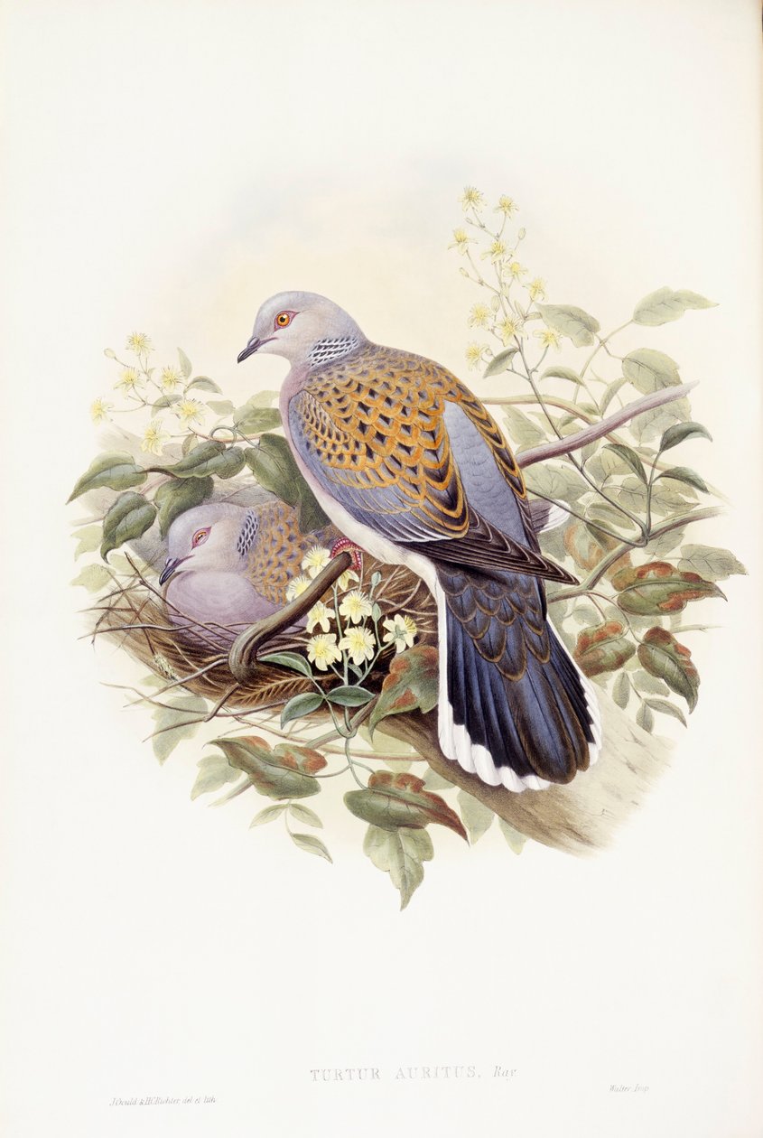 Europæisk turteldue (Streptopelia turtur), Indgravering af John Gould af John Gould