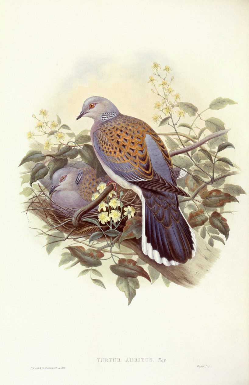 Europæisk turteldue (Streptopelia turtur), gravering af John Gould af John Gould