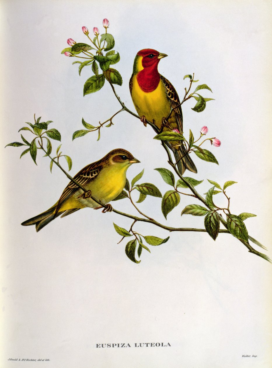 Euspiza Luteola, 1800-tallet af John Gould