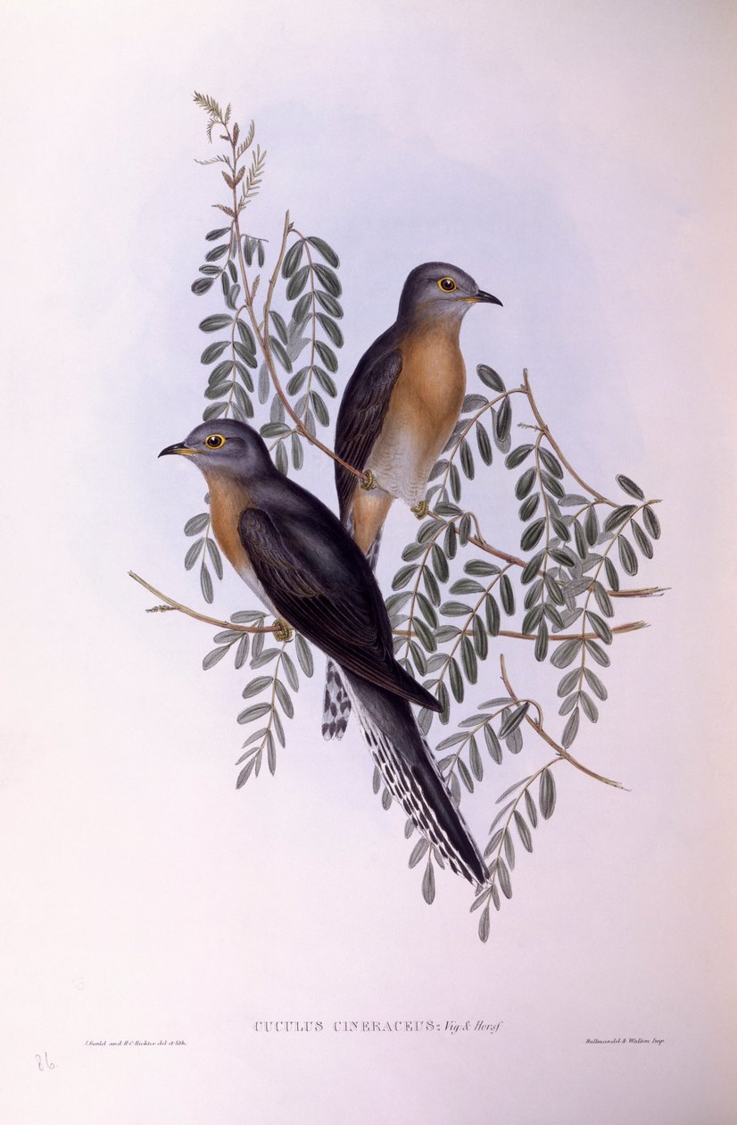Viftehalegøg (Cacomantis flabelliformis), Indgravering af John Gould af John Gould
