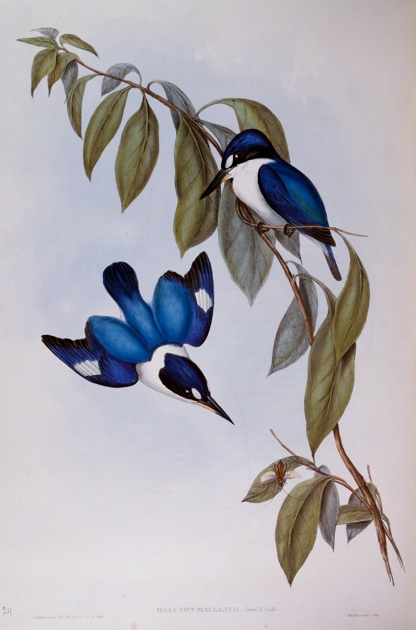 Forest Kingfisher (Halcyon Macleay), gravering fra Birds of Australia af John Gould
