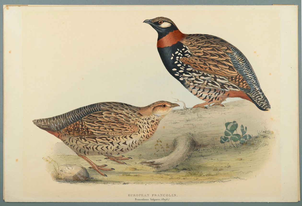 Francolinus Vulgaris (Briss): Europæisk Francolin (farve litho på vævet papir) af John Gould